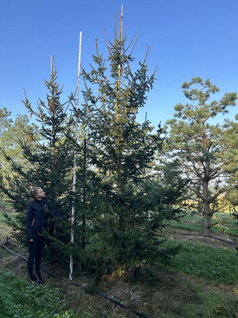 Picea abies