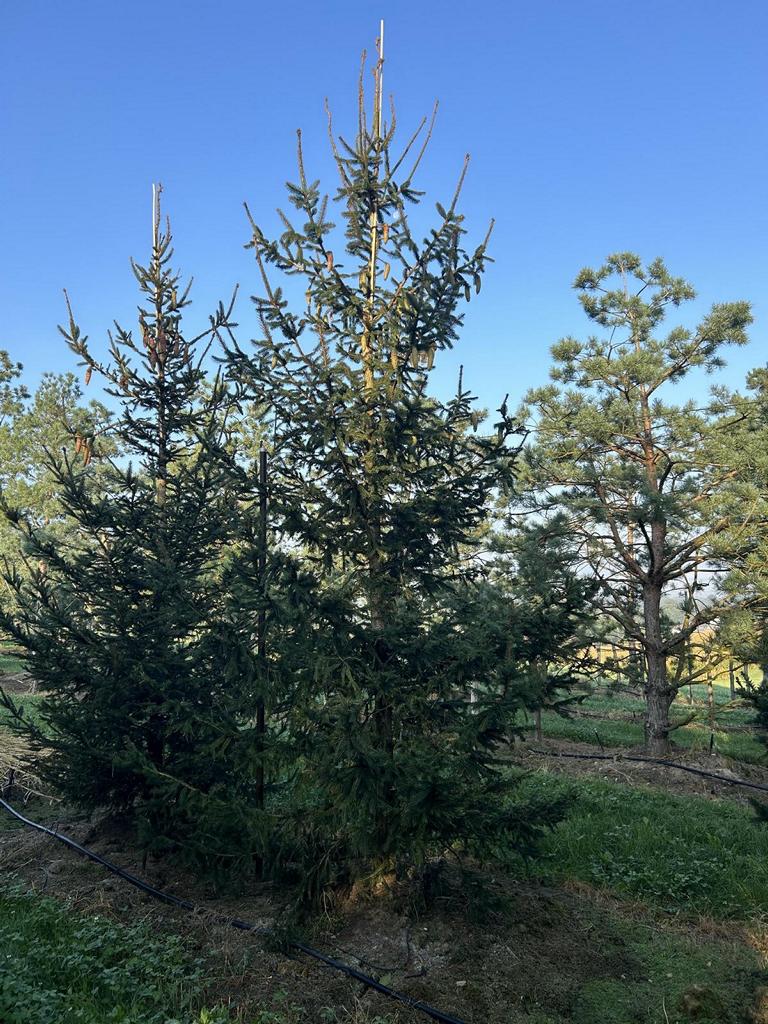 Picea abies