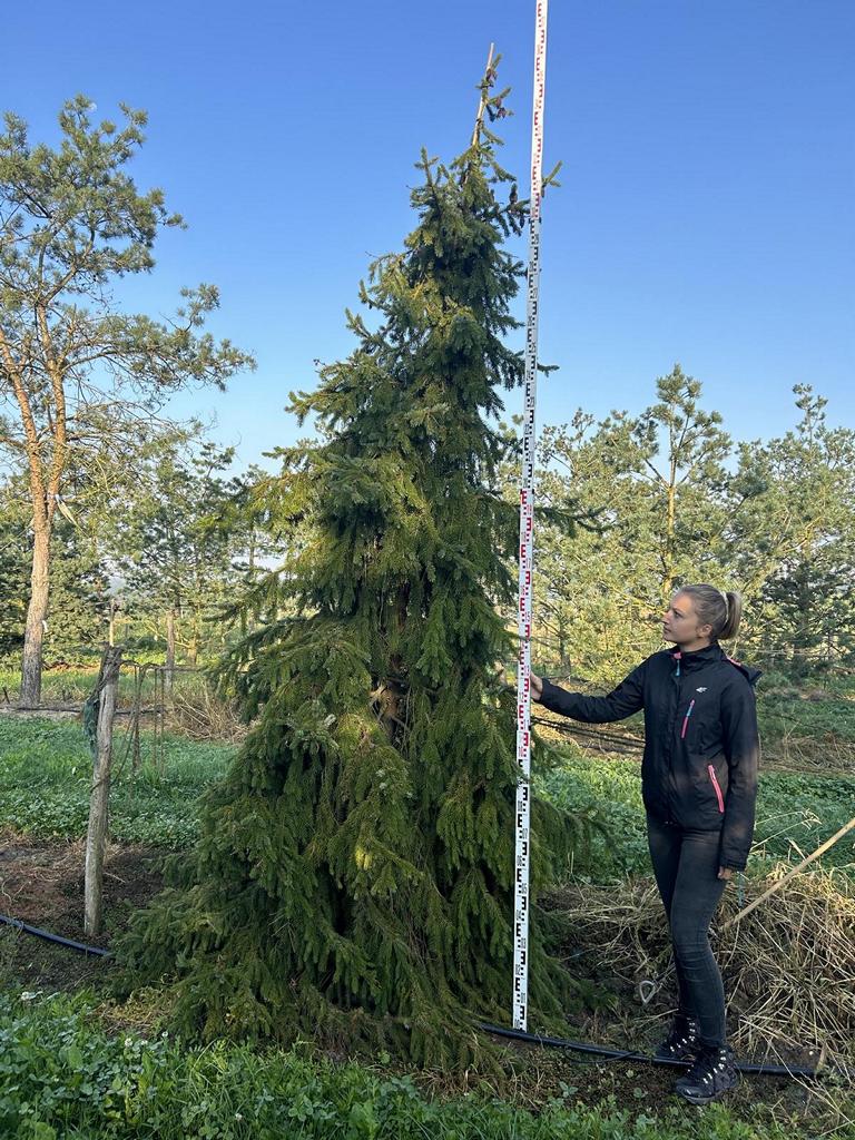 Picea omorika
