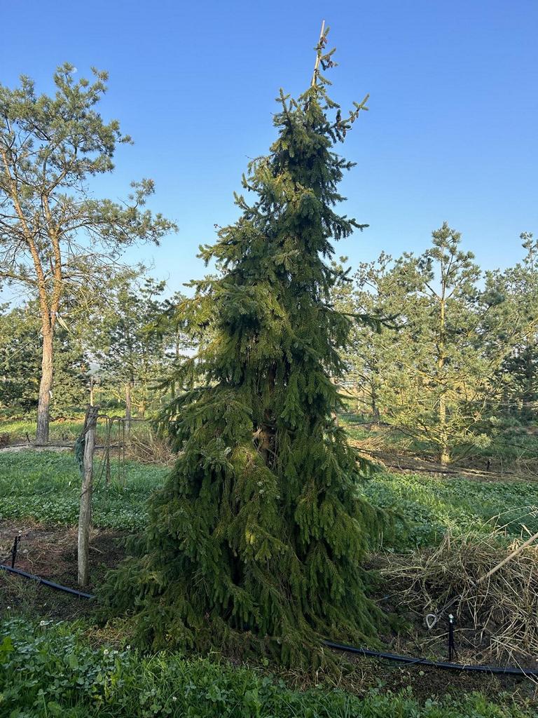 Picea omorika