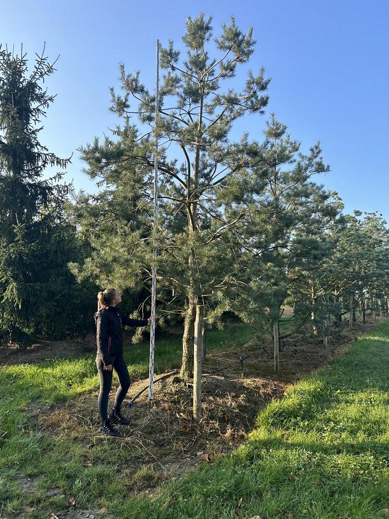 Pinus sylvestris