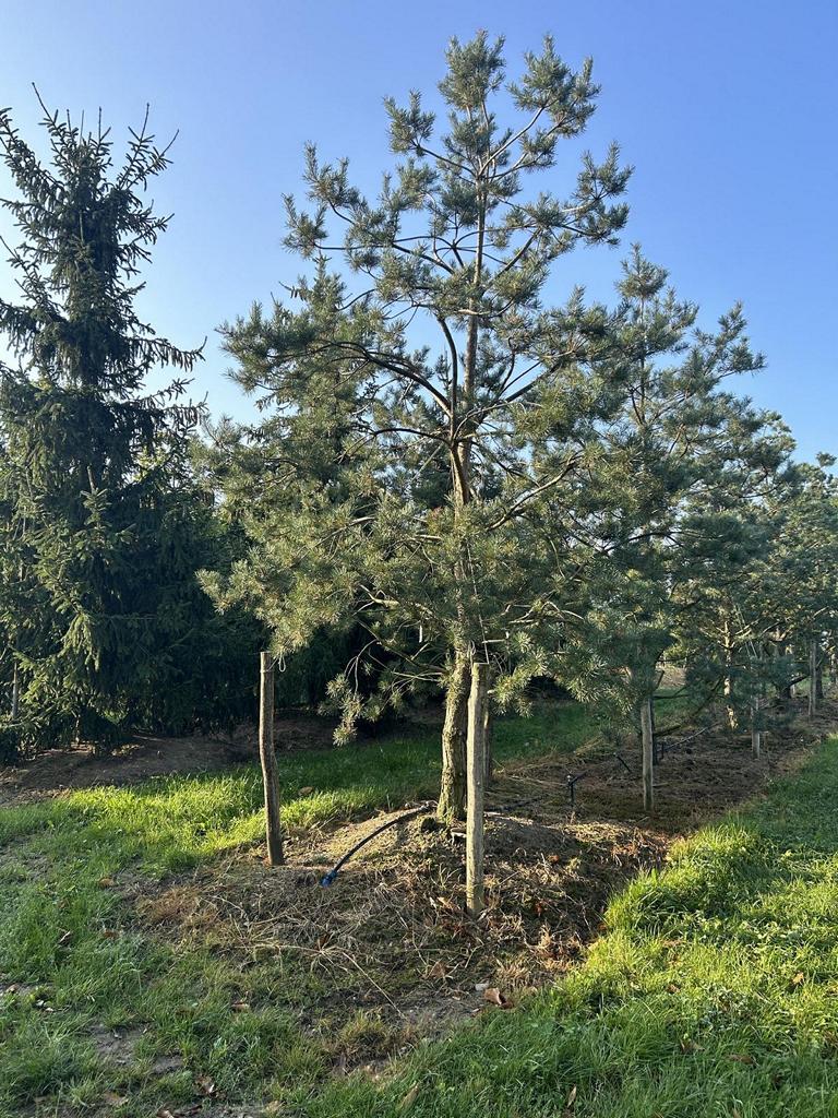 Pinus sylvestris