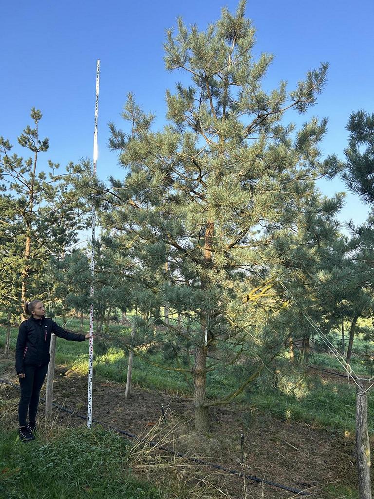 Pinus sylvestris