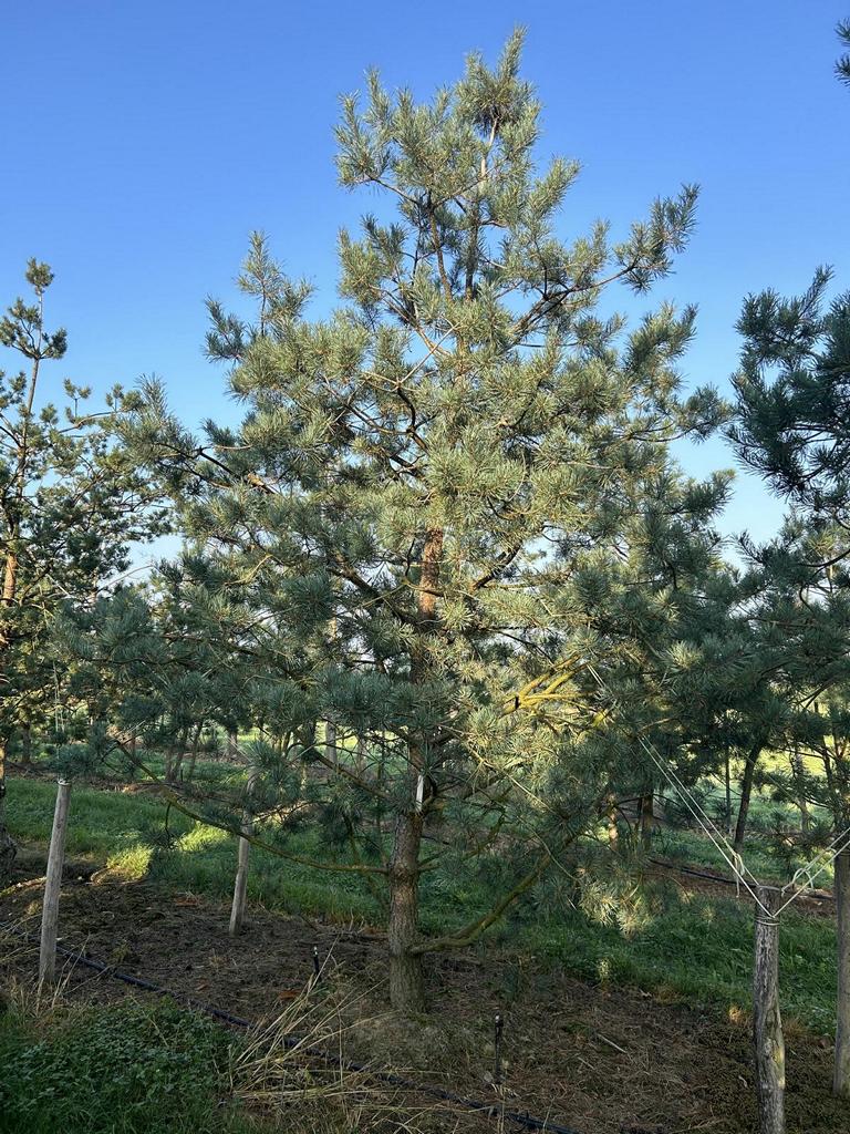 Pinus sylvestris