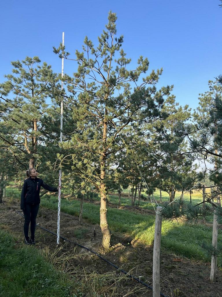 Pinus sylvestris