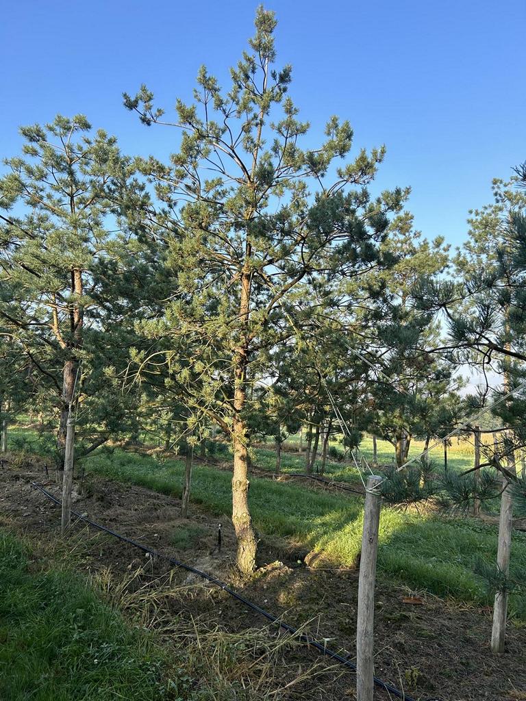 Pinus sylvestris