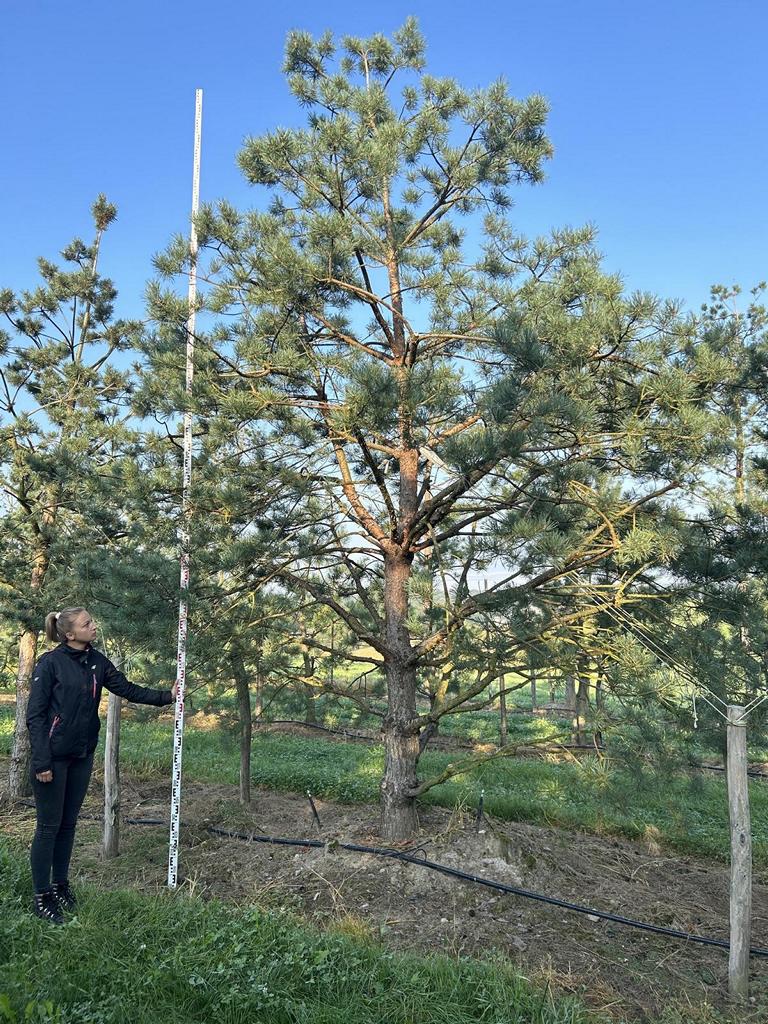 Pinus sylvestris