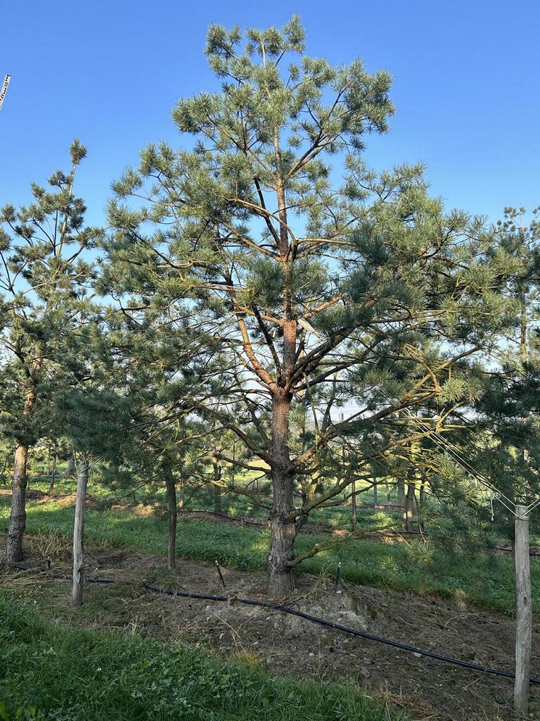 Pinus sylvestris