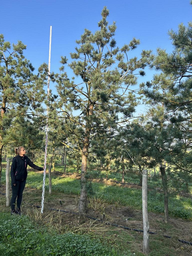 Pinus sylvestris