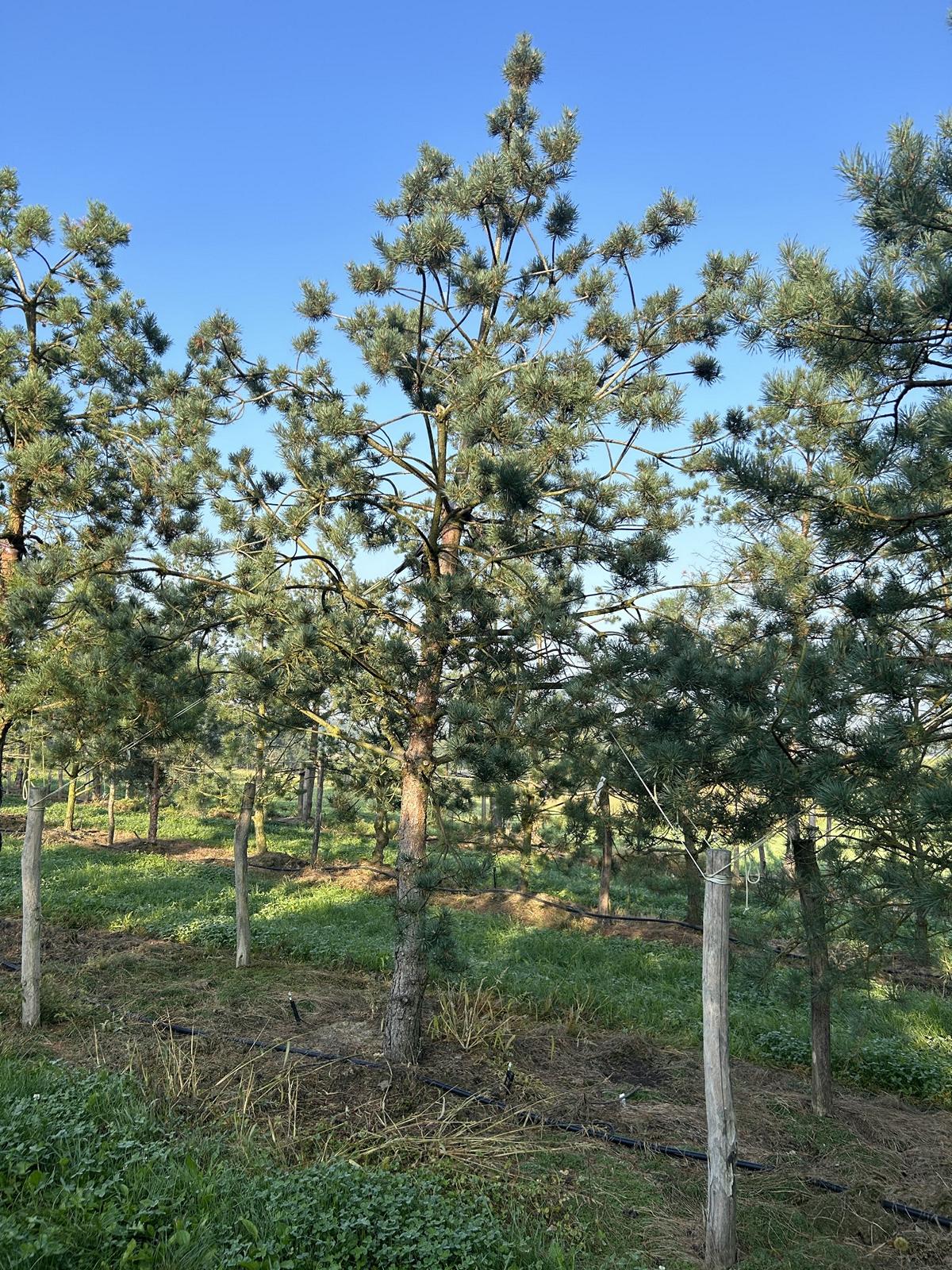 Pinus sylvestris