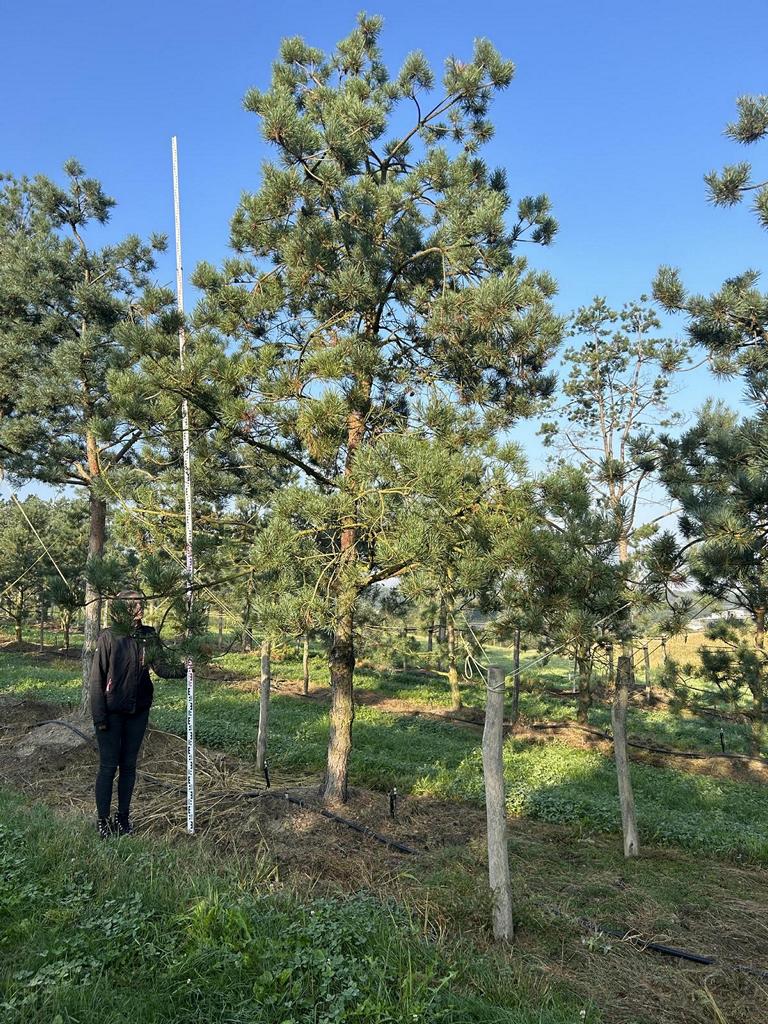 Pinus sylvestris
