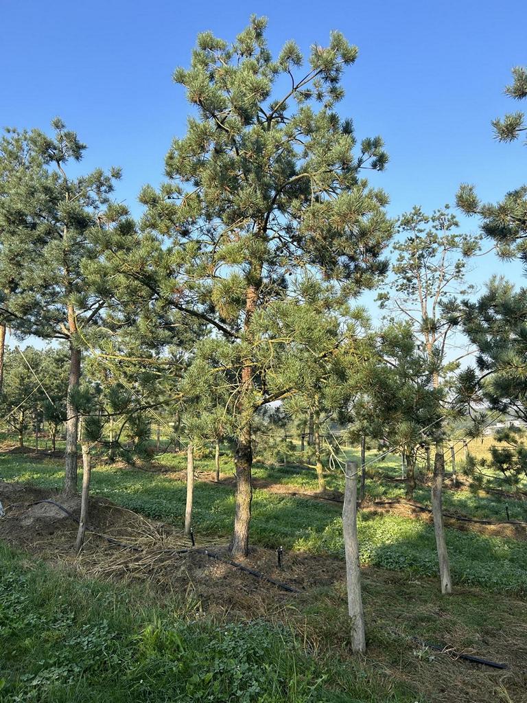 Pinus sylvestris