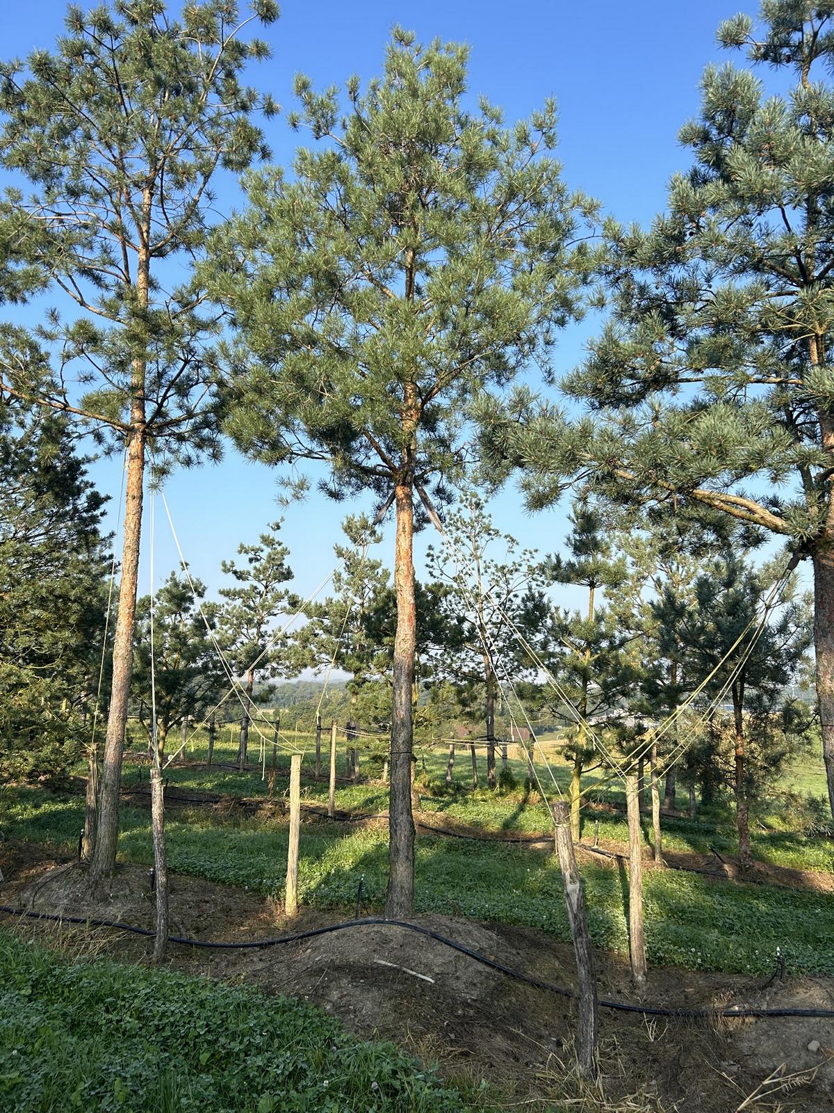 Pinus sylvestris