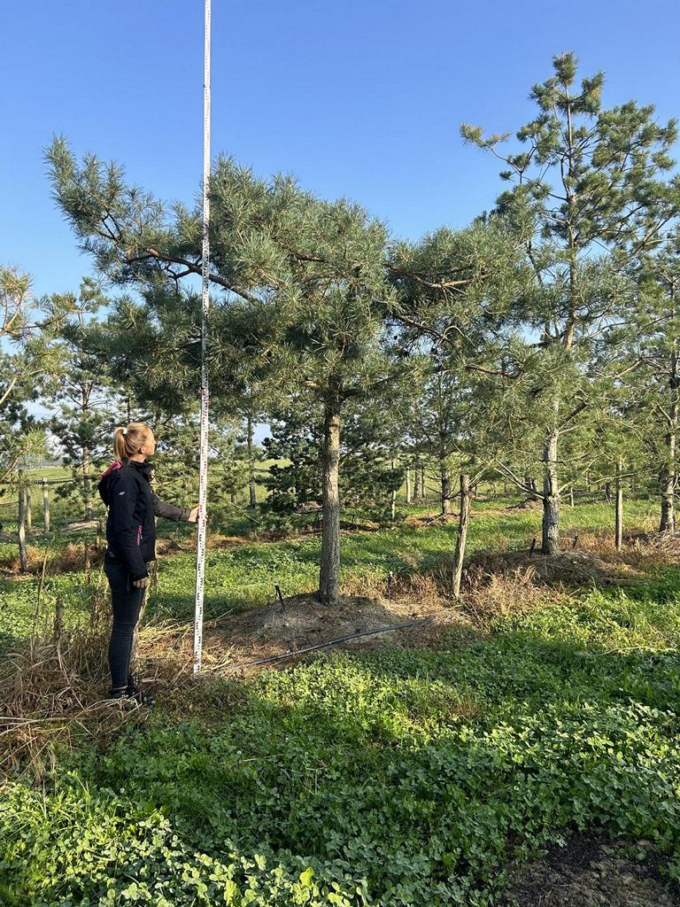 Pinus sylvestris