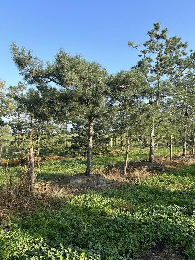 Pinus sylvestris