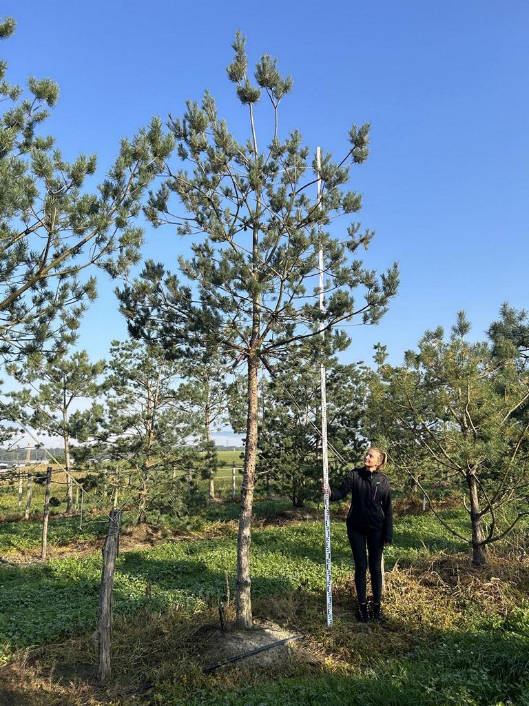 Pinus sylvestris
