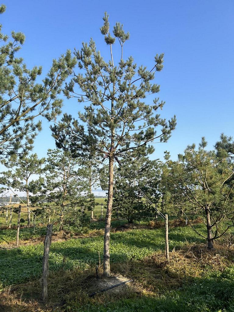 Pinus sylvestris