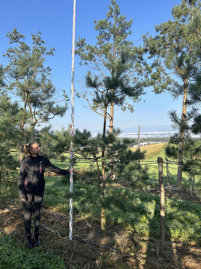 Pinus sylvestris