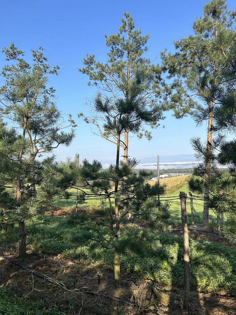 Pinus sylvestris