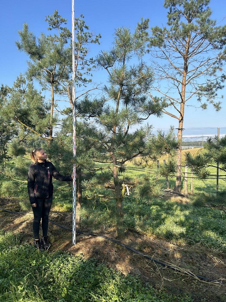 Pinus sylvestris