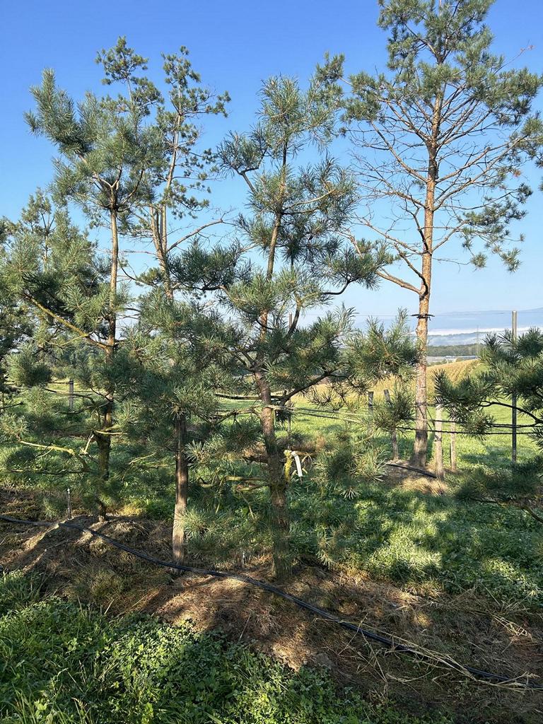 Pinus sylvestris