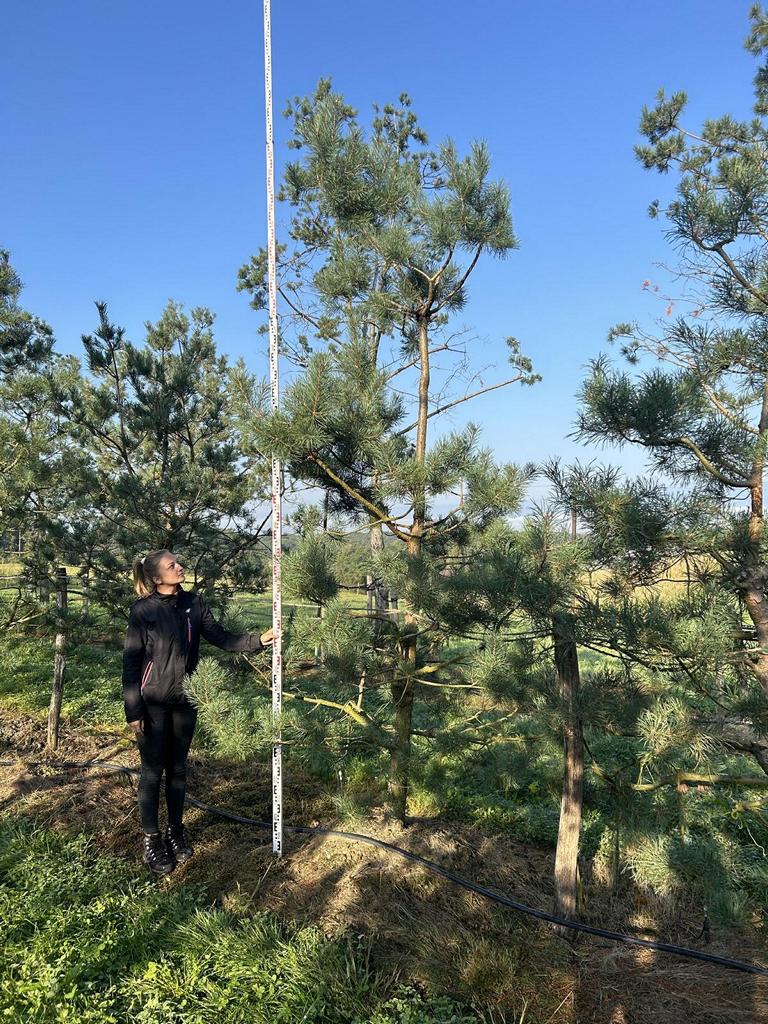 Pinus sylvestris