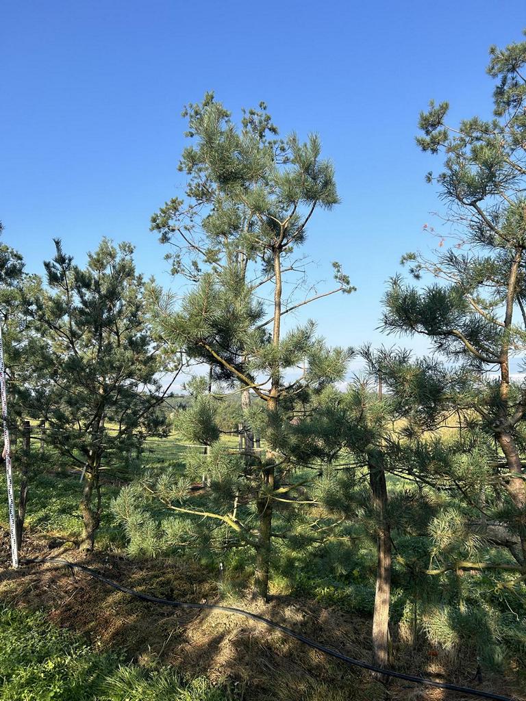 Pinus sylvestris