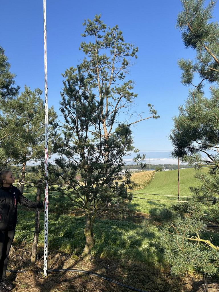 Pinus sylvestris