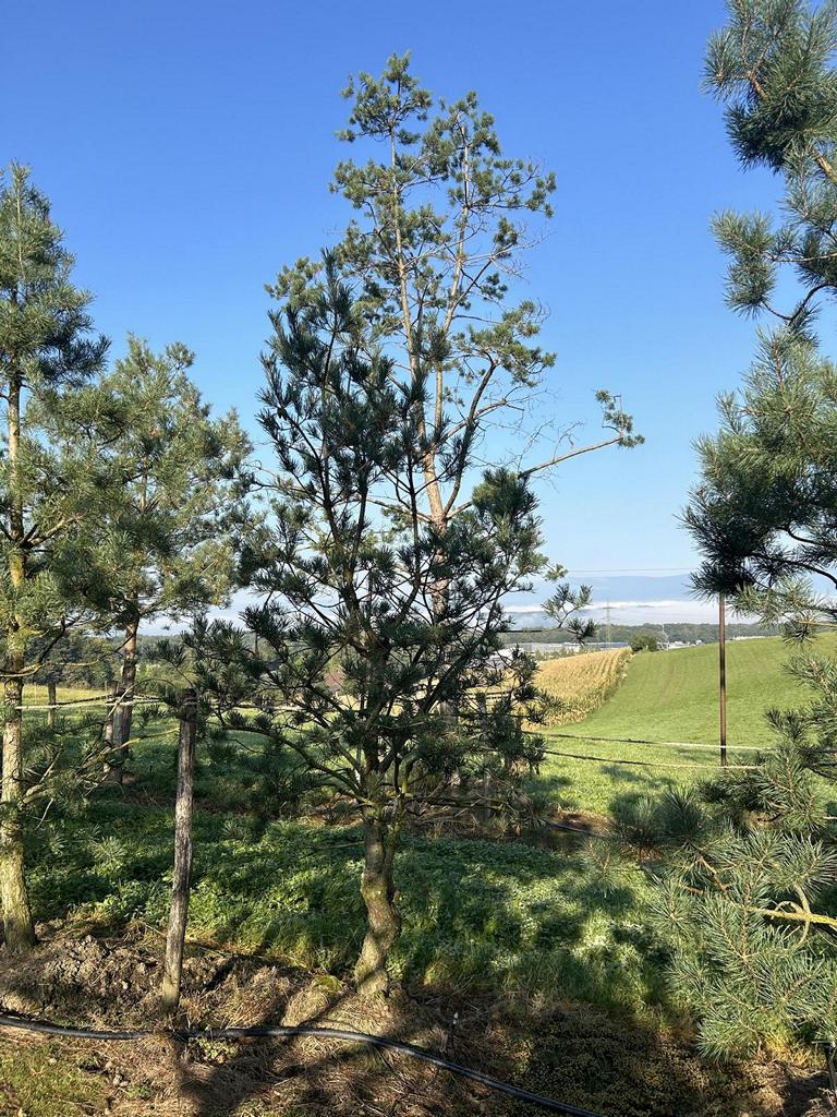 Pinus sylvestris