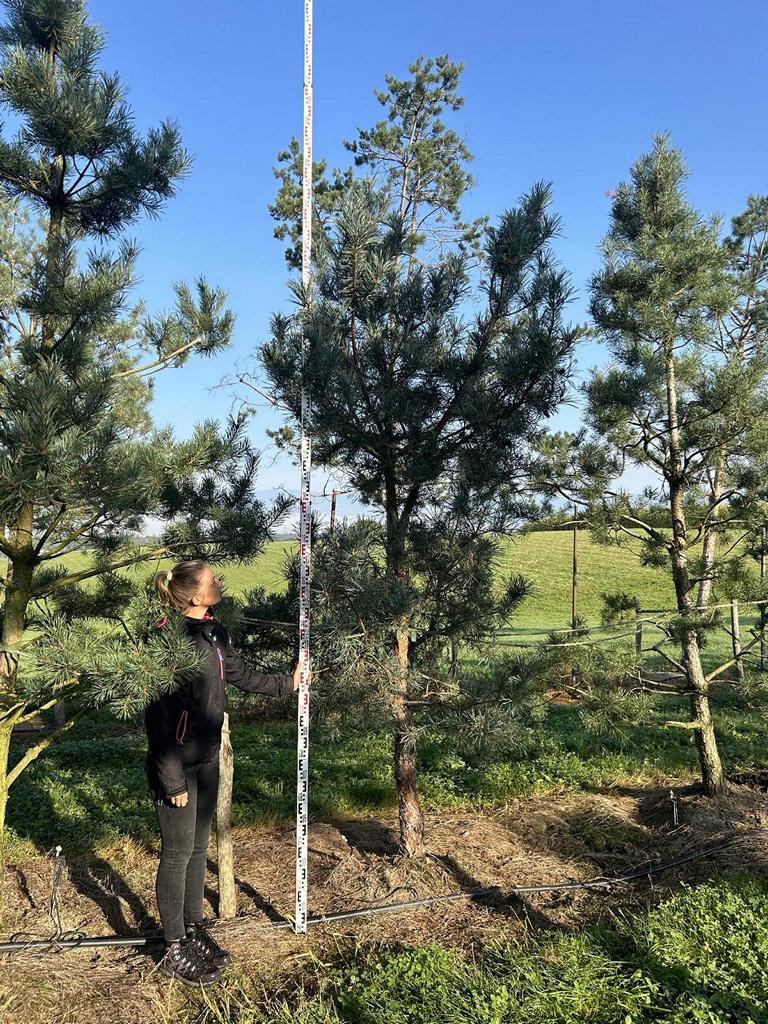 Pinus sylvestris