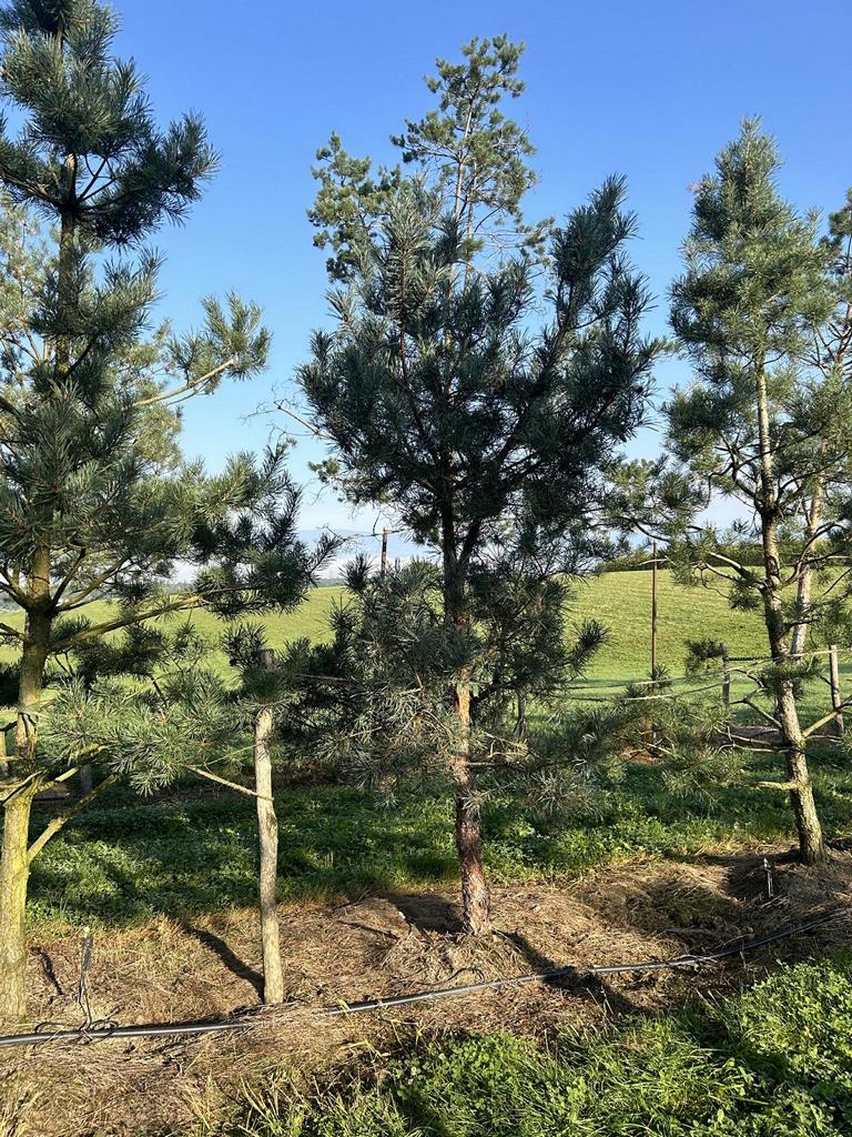 Pinus sylvestris