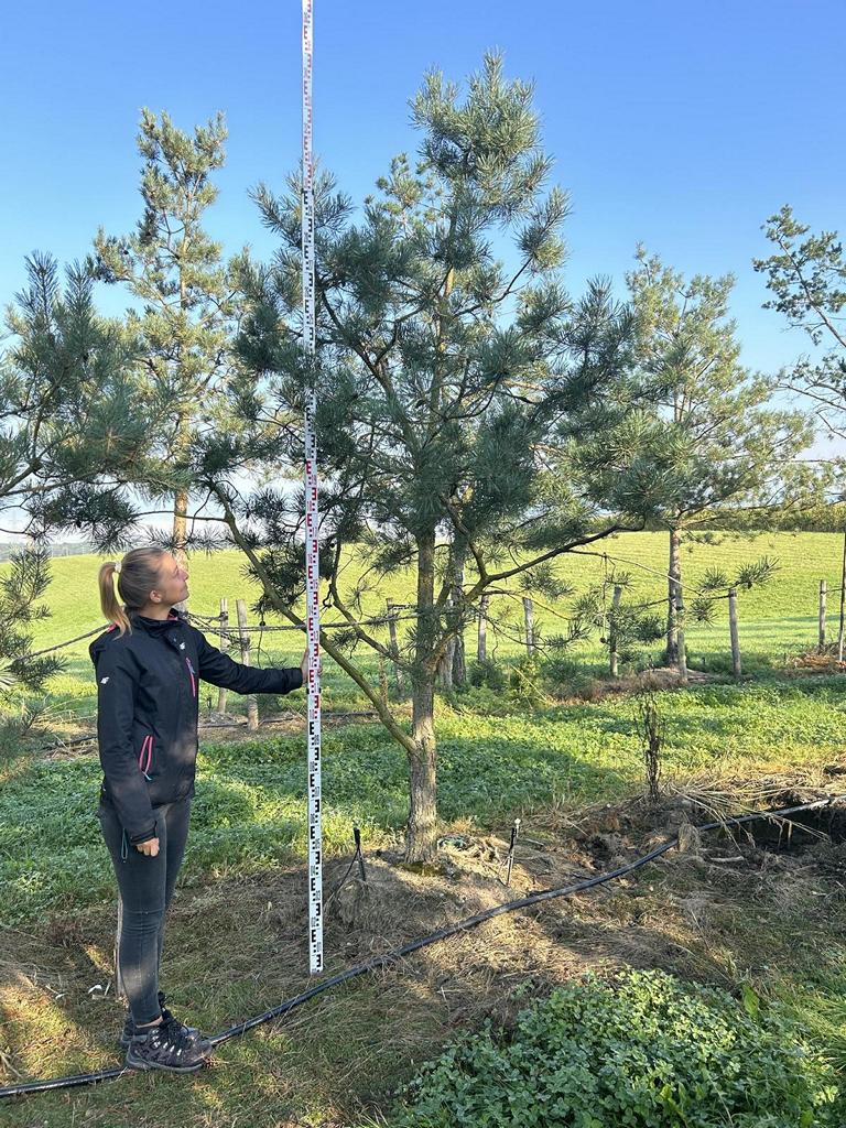 Pinus sylvestris
