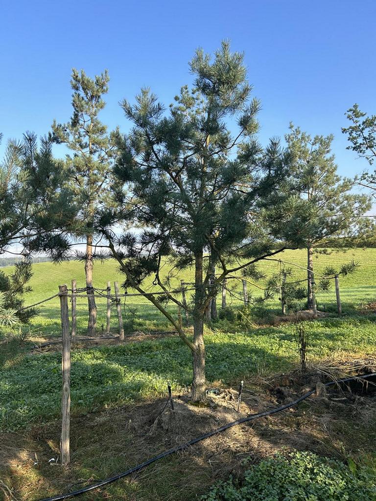 Pinus sylvestris