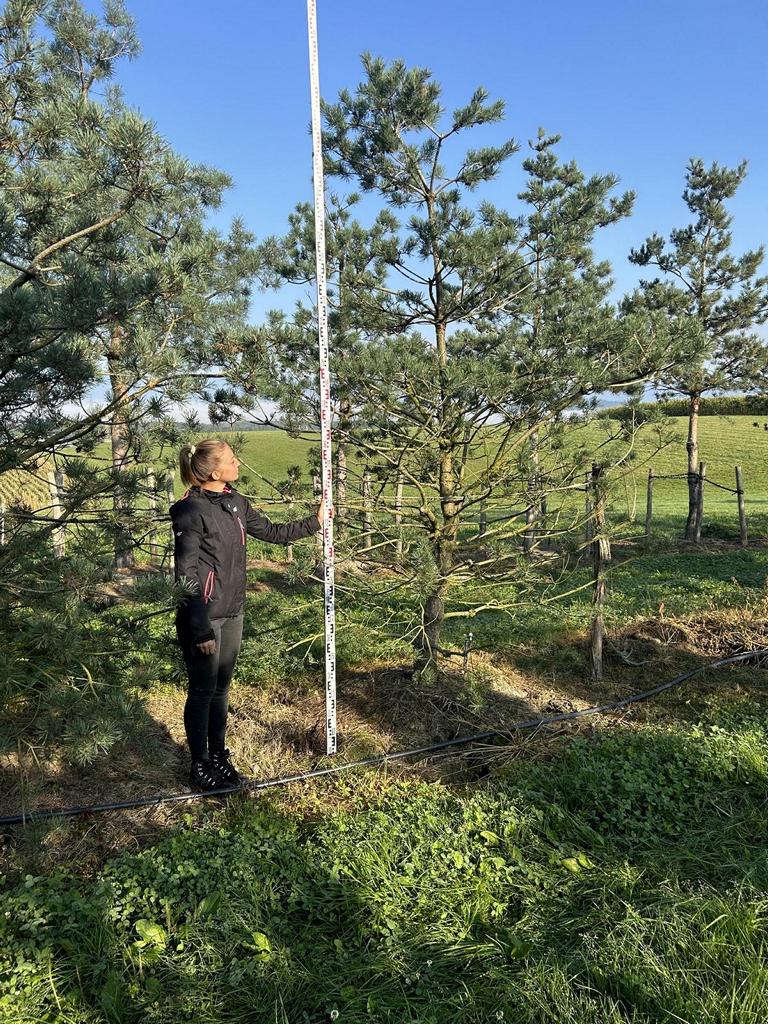 Pinus sylvestris