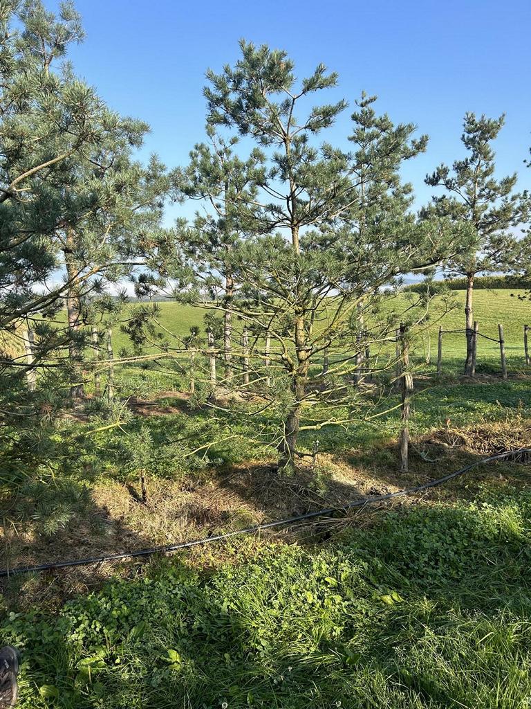 Pinus sylvestris