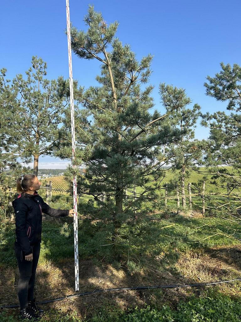 Pinus sylvestris