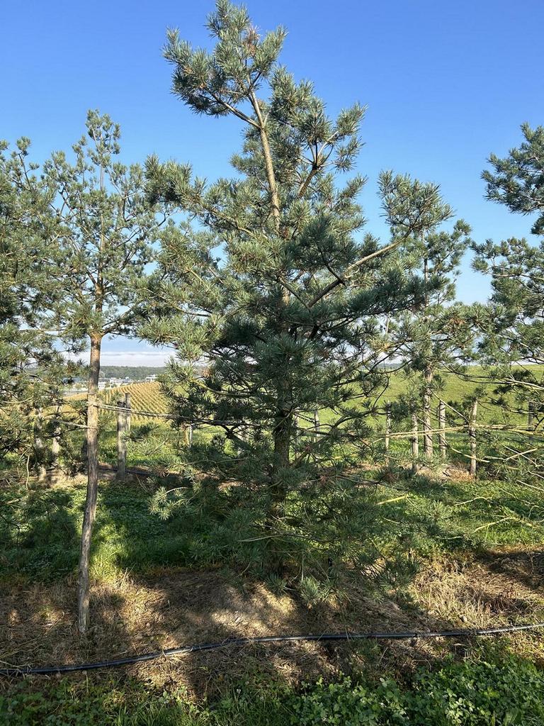 Pinus sylvestris