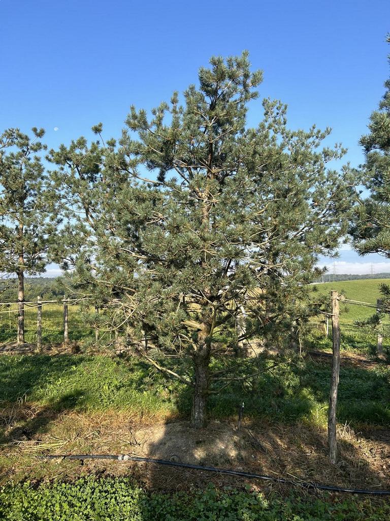 Pinus sylvestris