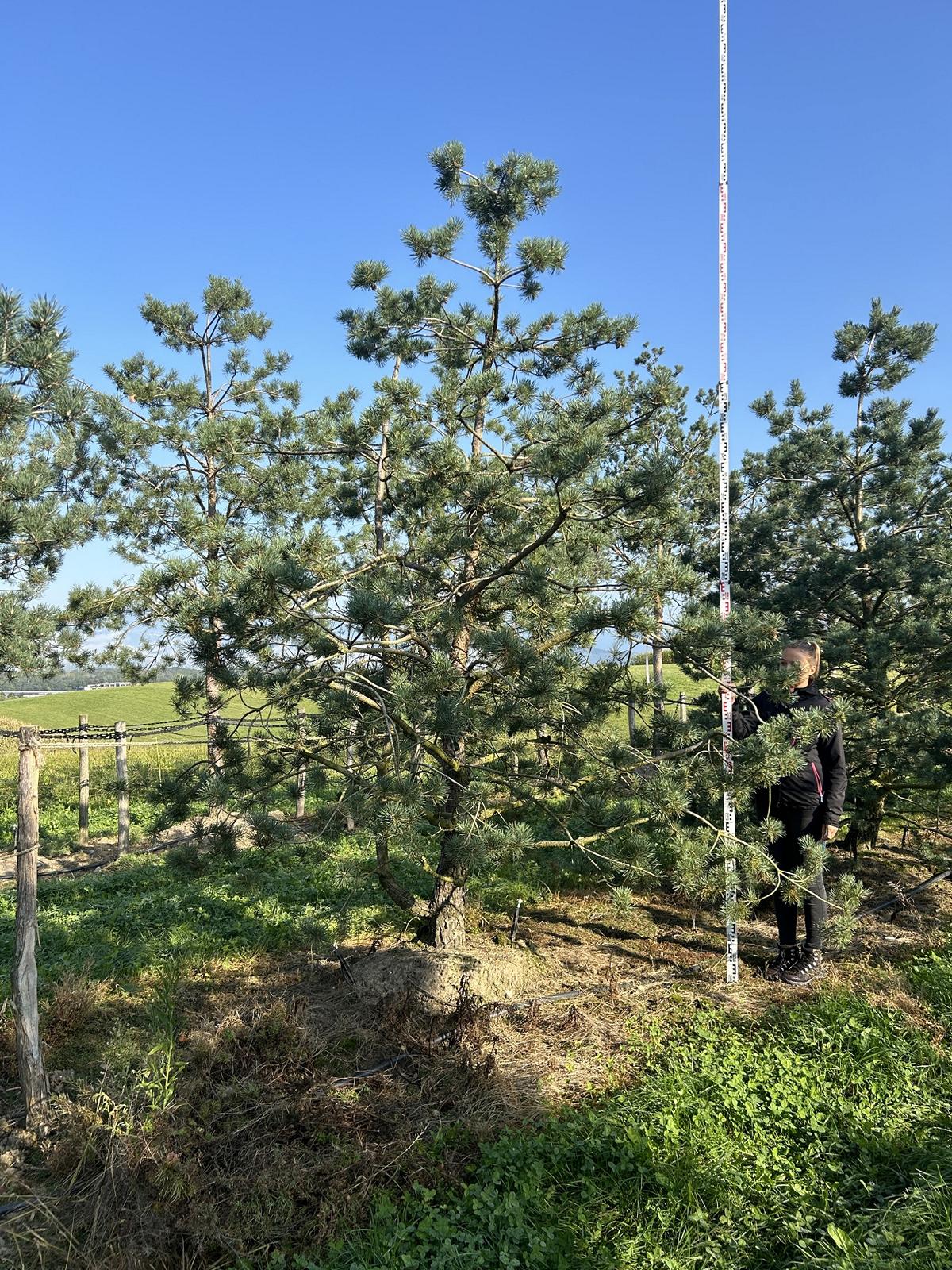 Pinus sylvestris