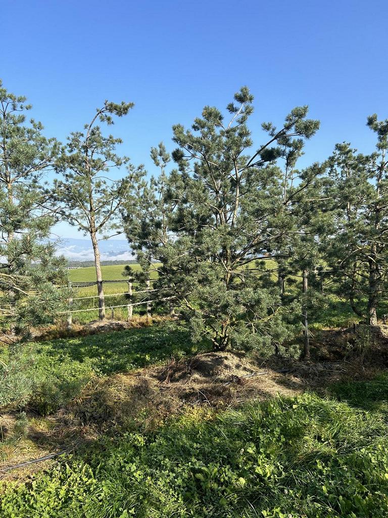 Pinus sylvestris