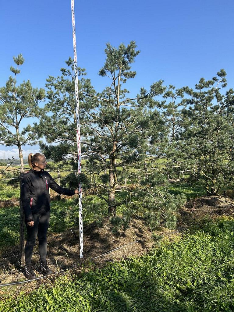Pinus sylvestris