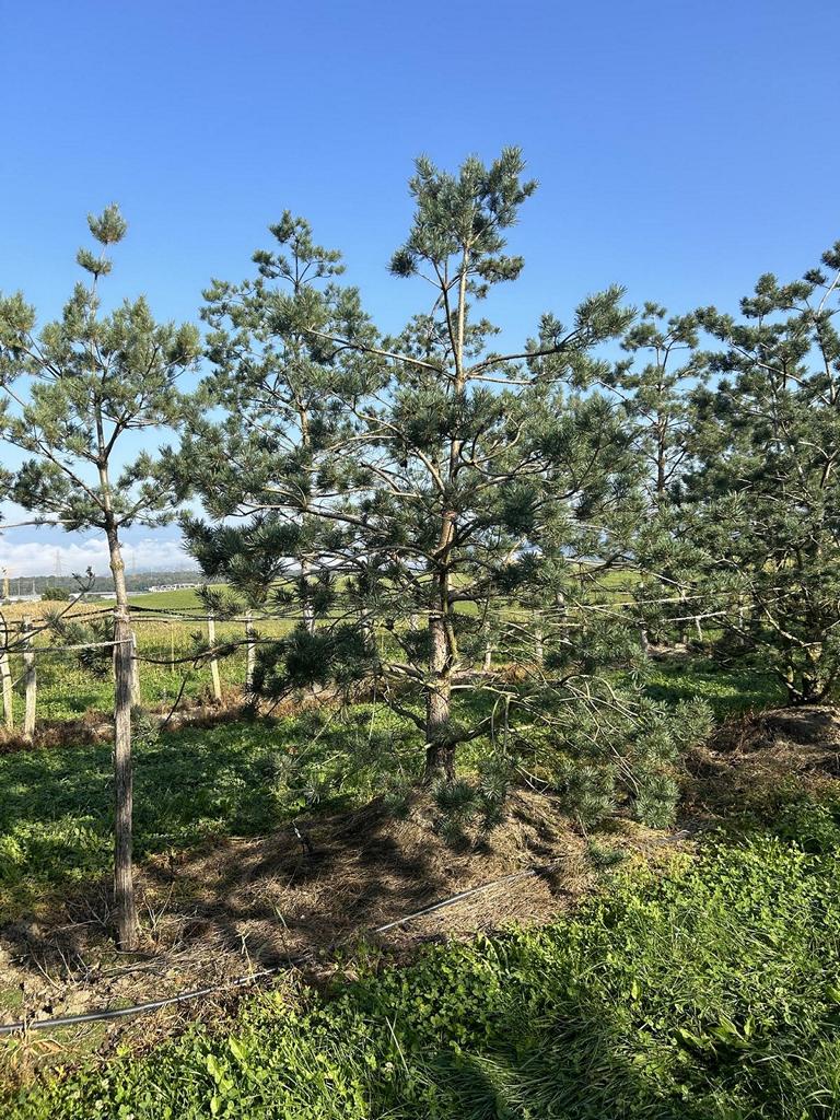 Pinus sylvestris