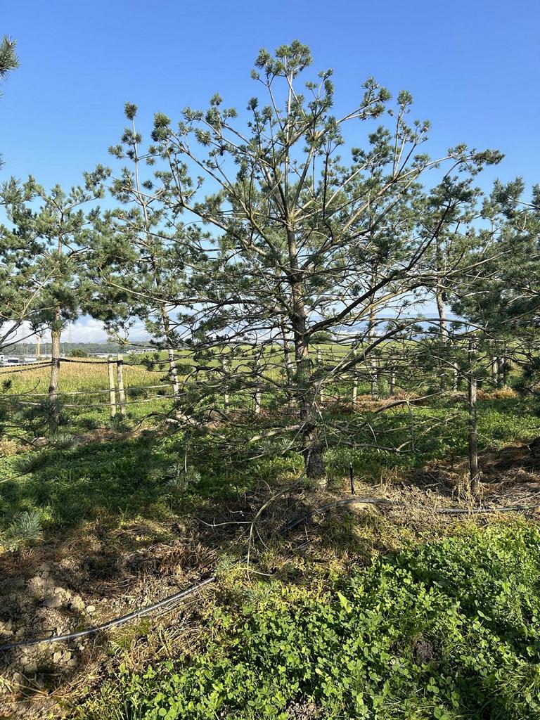 Pinus sylvestris