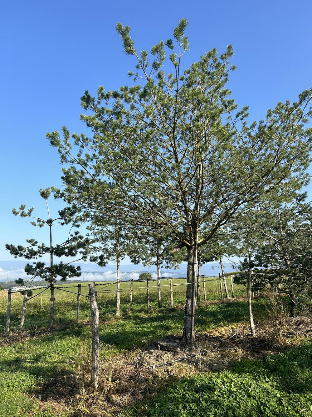 Pinus sylvestris