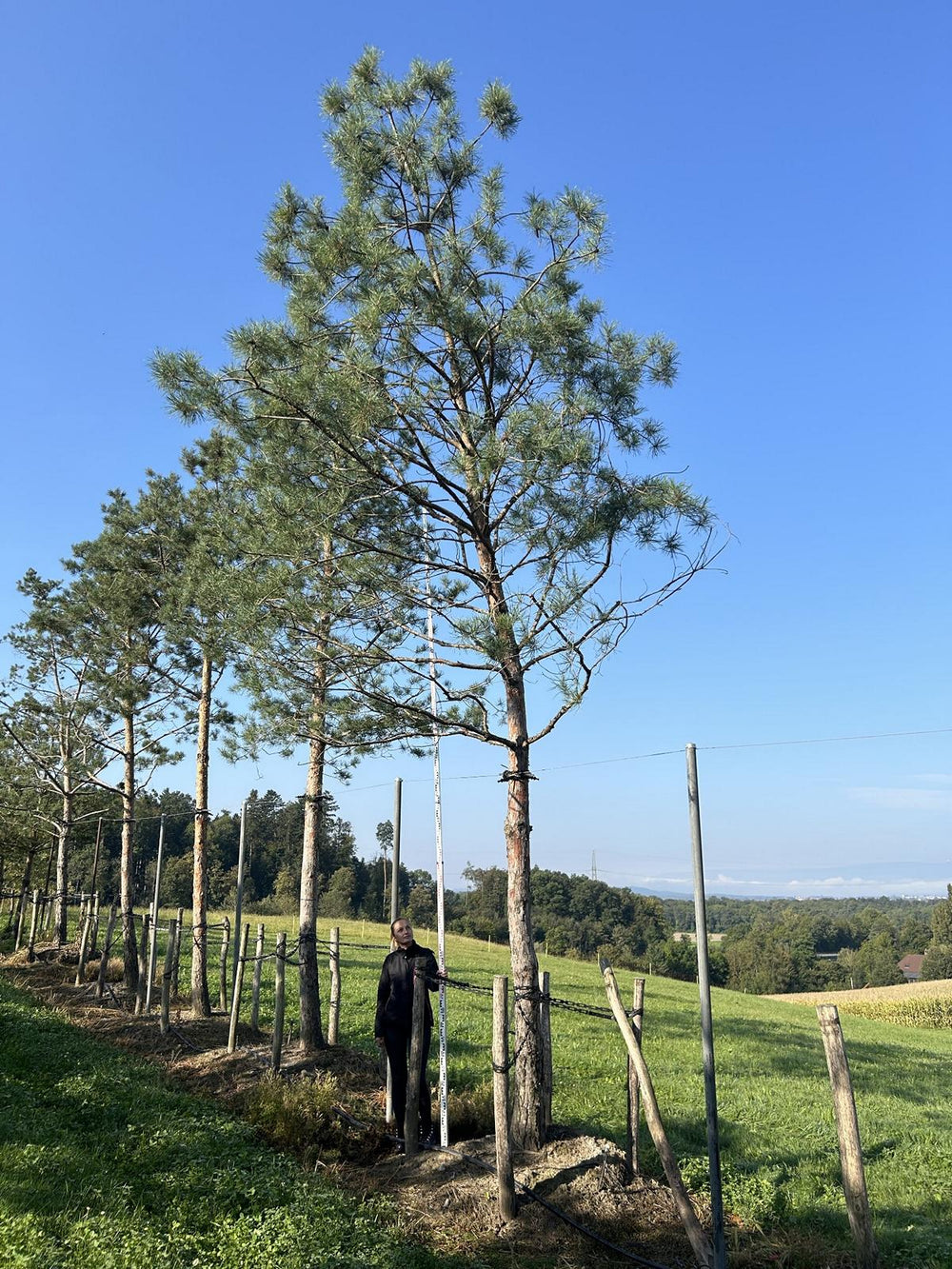 Pinus sylvestris