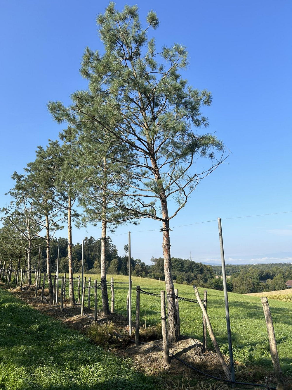 Pinus sylvestris