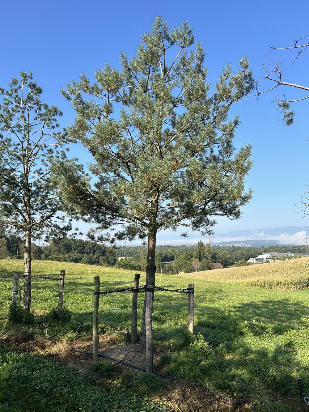 Pinus sylvestris