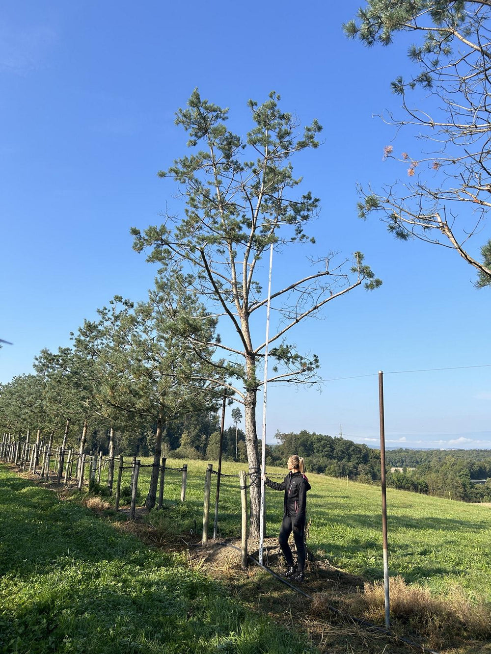 Pinus sylvestris