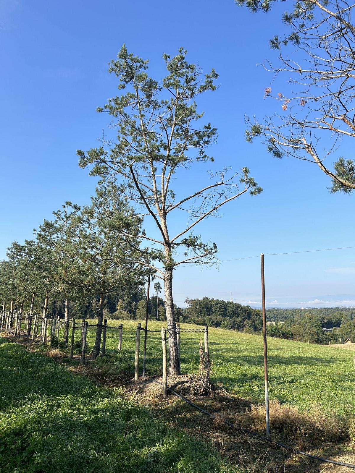 Pinus sylvestris