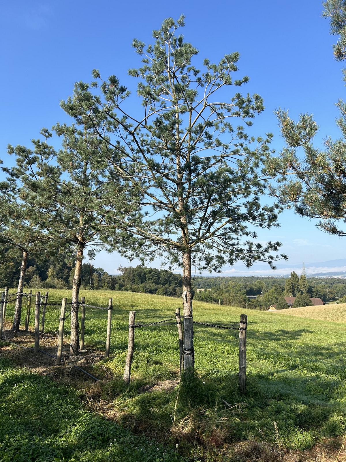 Pinus sylvestris